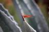 Red Dragonfly