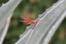 Red Dragonfly