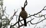 A Bird sings