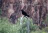 Black vulture