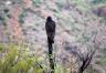 Turkey Vulture