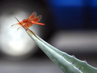 Red Dragonfly