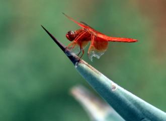 Red Dragonfly