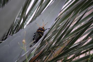 Grasshoppers