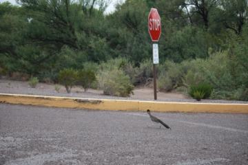 Roadrunner by stop sign
