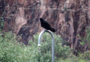 Black vulture