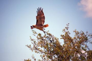 Red tailed Hawk