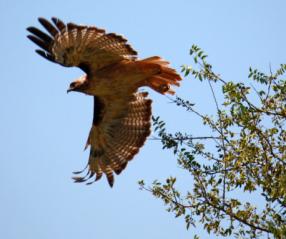 Red Tailed Hawk