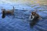 Dakota tests the water