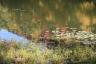 Reflections