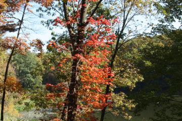 Autumn Color