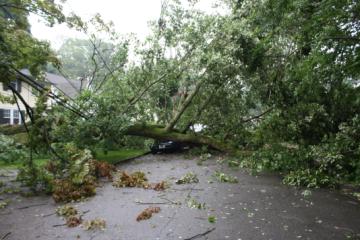 Lots of Rain, Tree comes down, no electricity