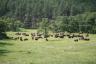 Bison herd