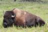 Bison taking a rest