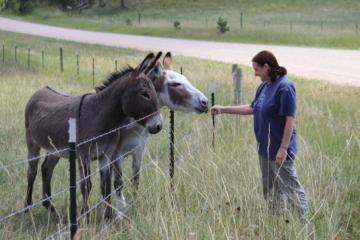 Burros are friendly