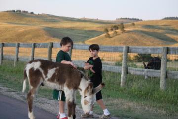 Baby Burro