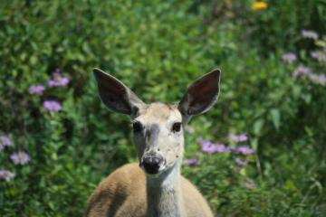 Mule Deer