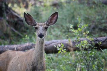 Mule Deer