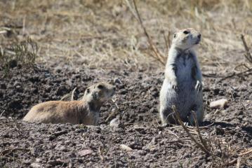 Prarie Dogs