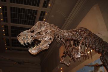 Dinosaurs in the Smithsonian