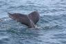 Humpback's tail
