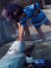 Mystic Aquarium - Beluga whales