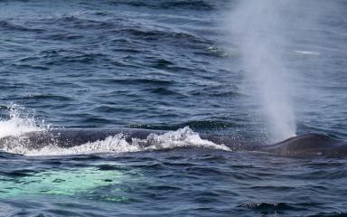 Humpback whales