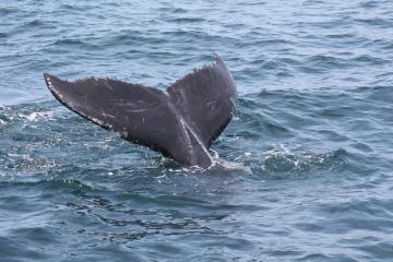 Humpback's tail