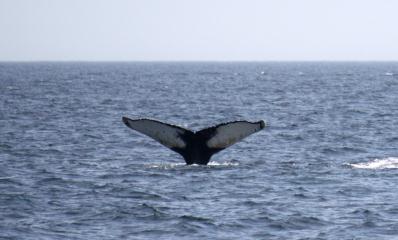 Humpback's tail