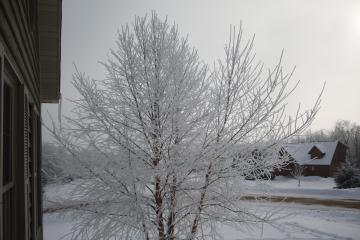 Ice covered tree