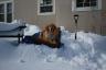 Dakota rests on the snow