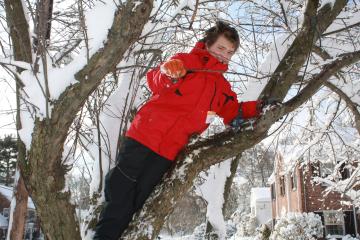 Robert climbs a tree