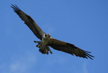 Osprey