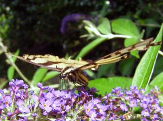 Butterfly in backyard