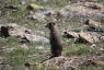 Yellow Bellied Marmot