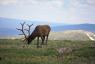 Elk