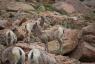 Baby Long Horn Sheep