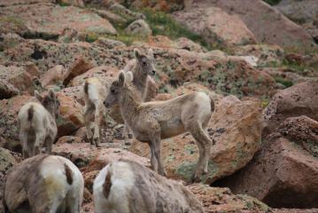 Baby Long Horn Sheep