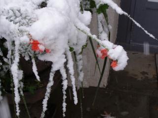 Freak Halloween snow storm